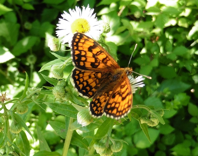 Nymphalidae da ID - Melitaea athalia